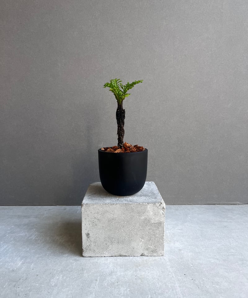 ブレクナム ギッバム ドワーフ ブレクナム ギッバム ドワーフ 「Blechnum gibbum Dwarf 」17I