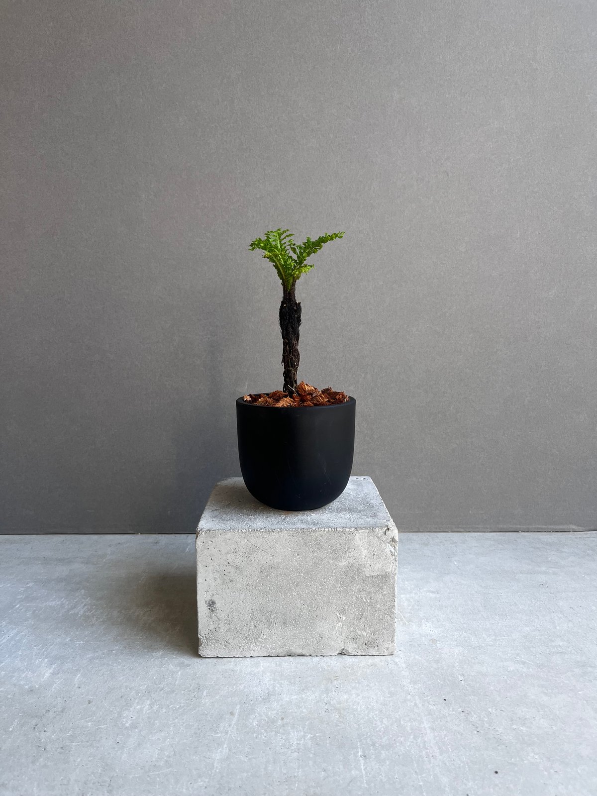 ブレクナム ギッバム ドワーフ ブレクナム ギッバム ドワーフ 「Blechnum gibbum Dwarf 」4J | SH