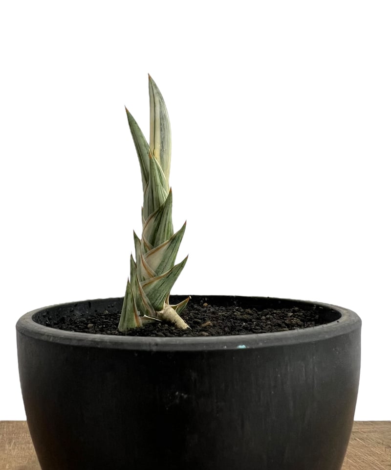 EMP サンセベリア lav.1970 白斑 platinam / SA425 サンセベリア lav.1970 白斑入 「Sansevieria lav. 1970 Whit