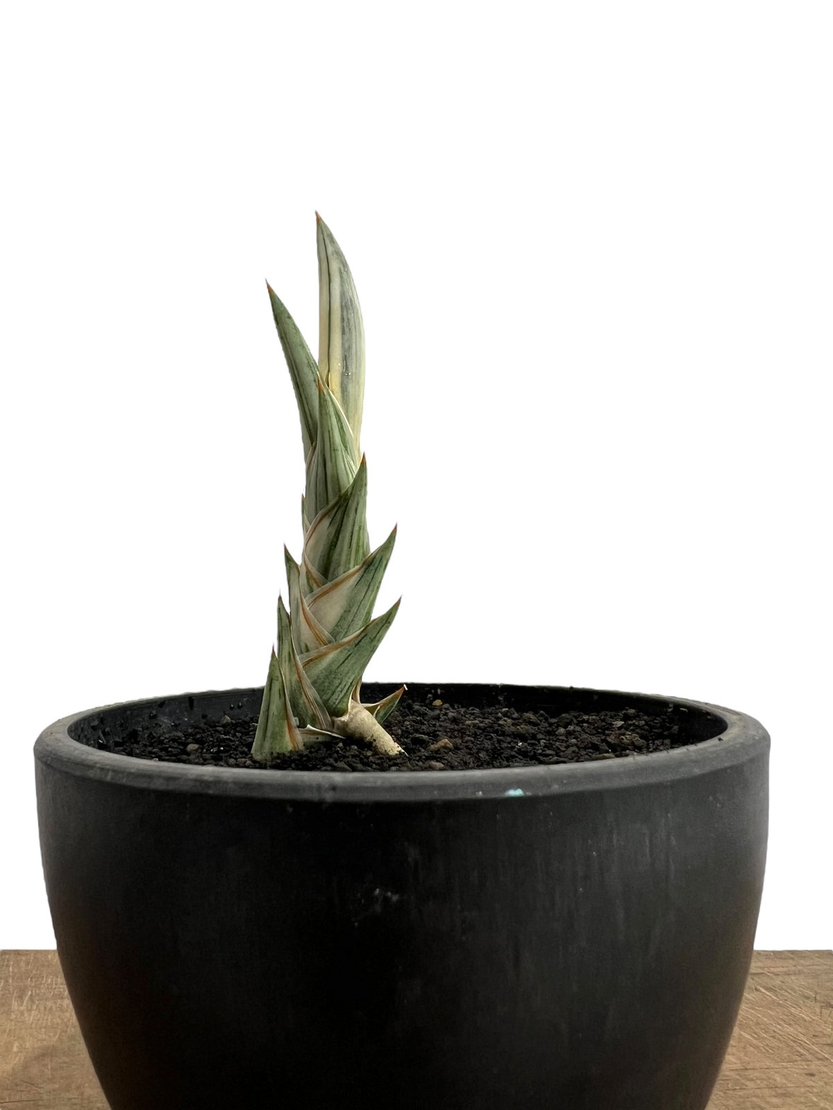 サンセベリア lav.1970 白斑入 「Sansevieria lav. 1970 Whit