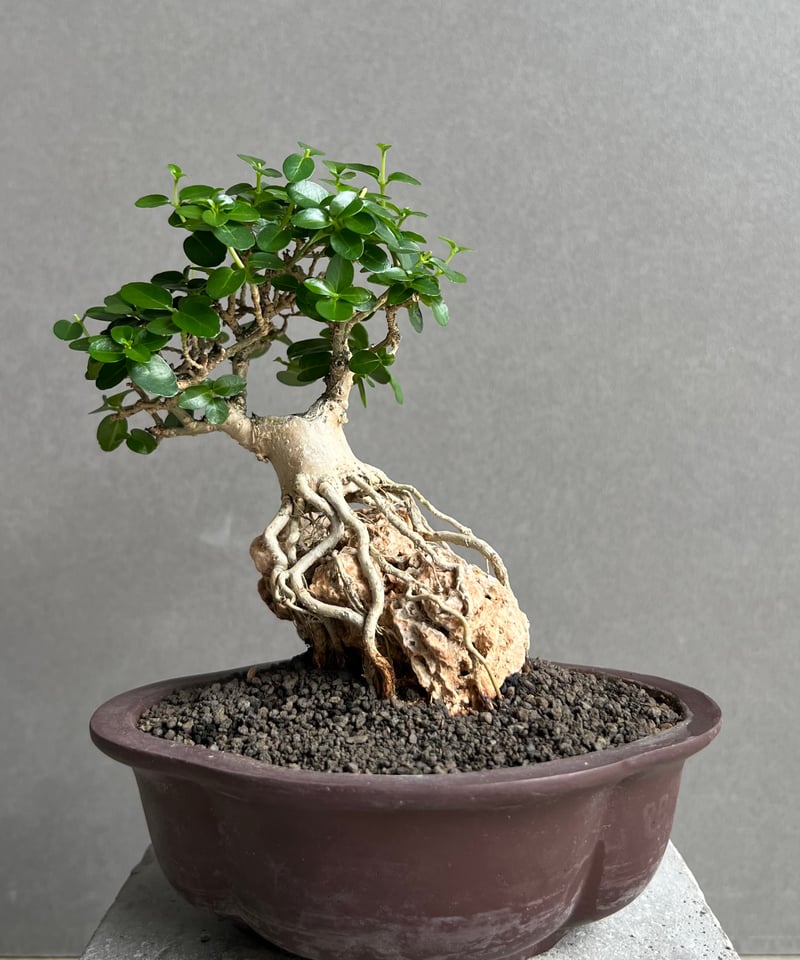 うち” 盆栽 Limited Edition 「“UCHI” BONSAI」68D | S