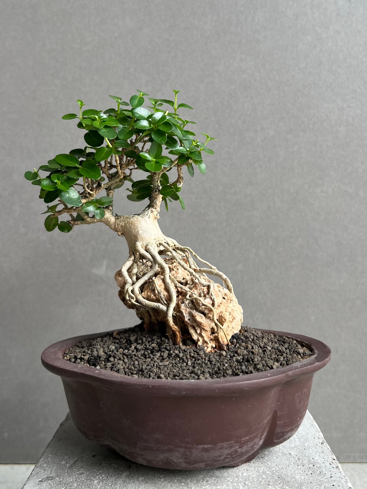 うち” 盆栽 Limited Edition 「“UCHI” BONSAI」68D | S