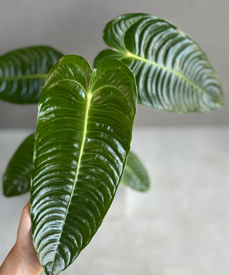 アンスリウム ベイチー 「Anthurium veitchii」51G | SHOUCHIKUEN