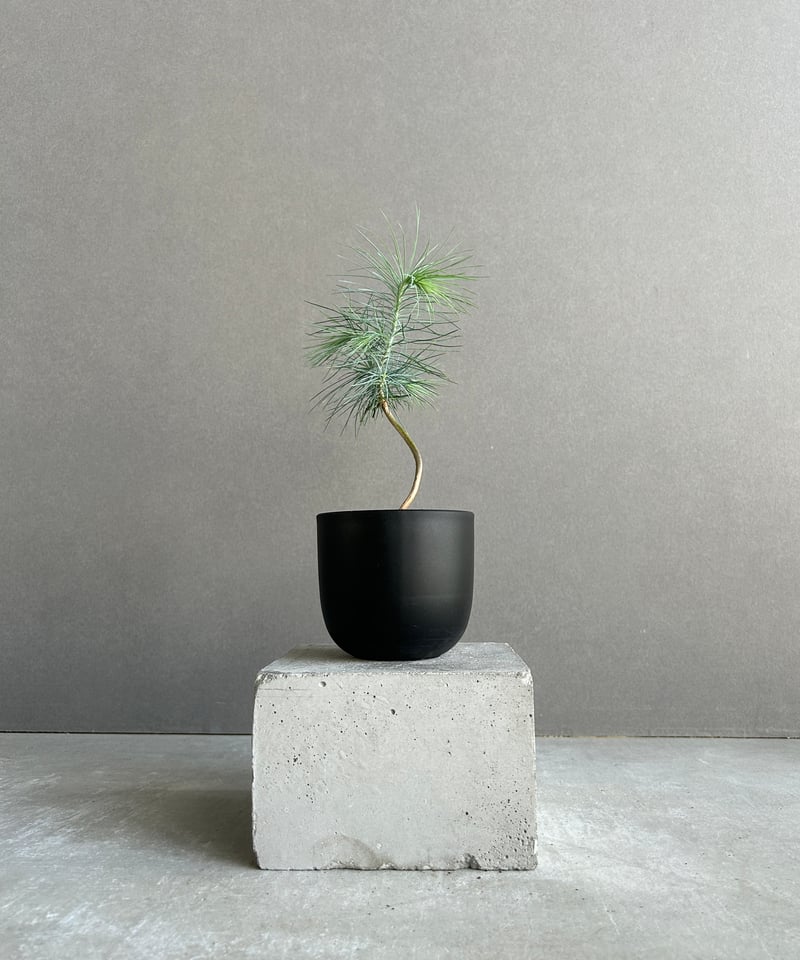 マルチネス ピニョンマツ「Pinus maximartinezii Rzed」11J | SH