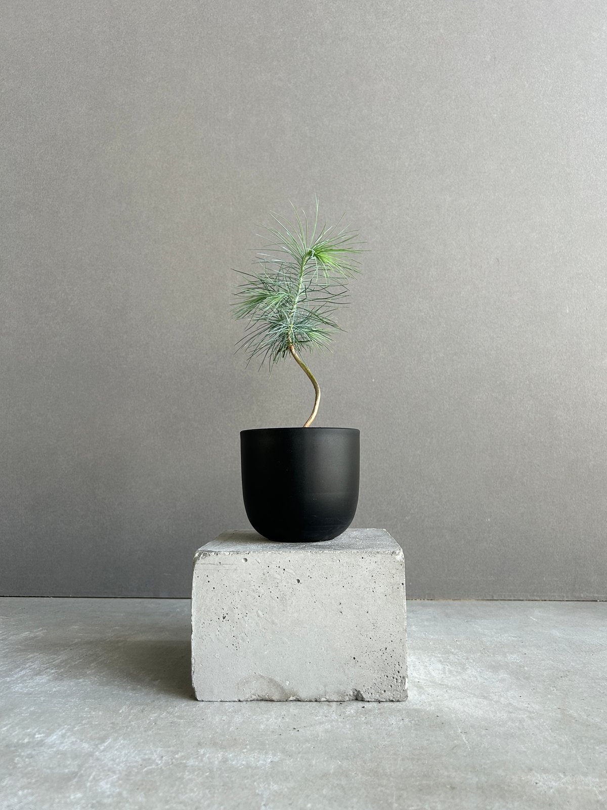 実生】マルチネスピニョンマツ マツ：マルチネスピニョンマツ 8号