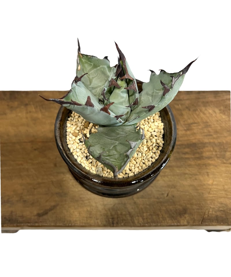 アガベ チタノタ x マルガリータ 「Agave titanota x margaritae アガベ チタノタ x マルガリータ 「Agave titanota x margaritae