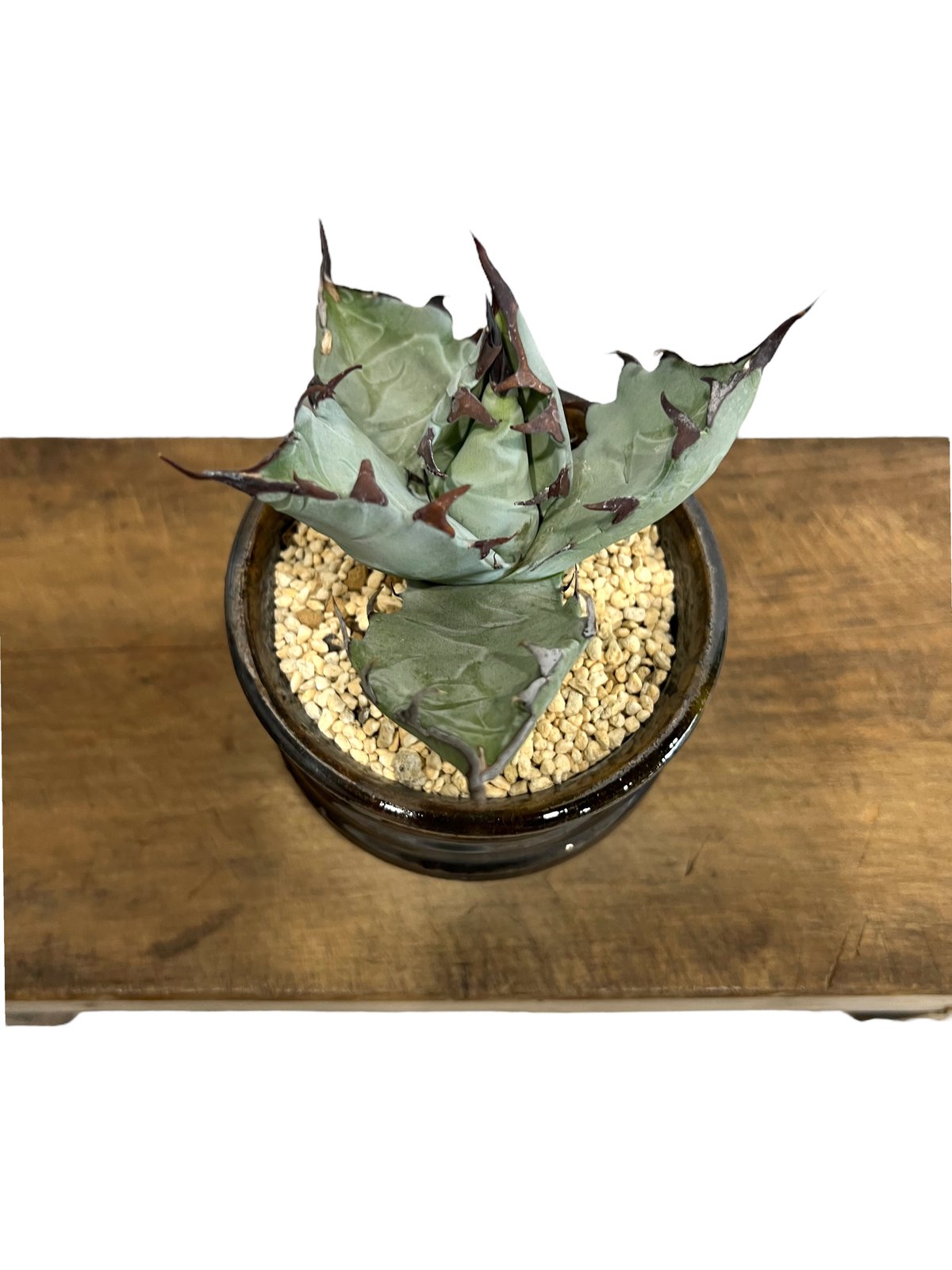 アガベ チタノタ x マルガリータ 「Agave titanota x margaritae