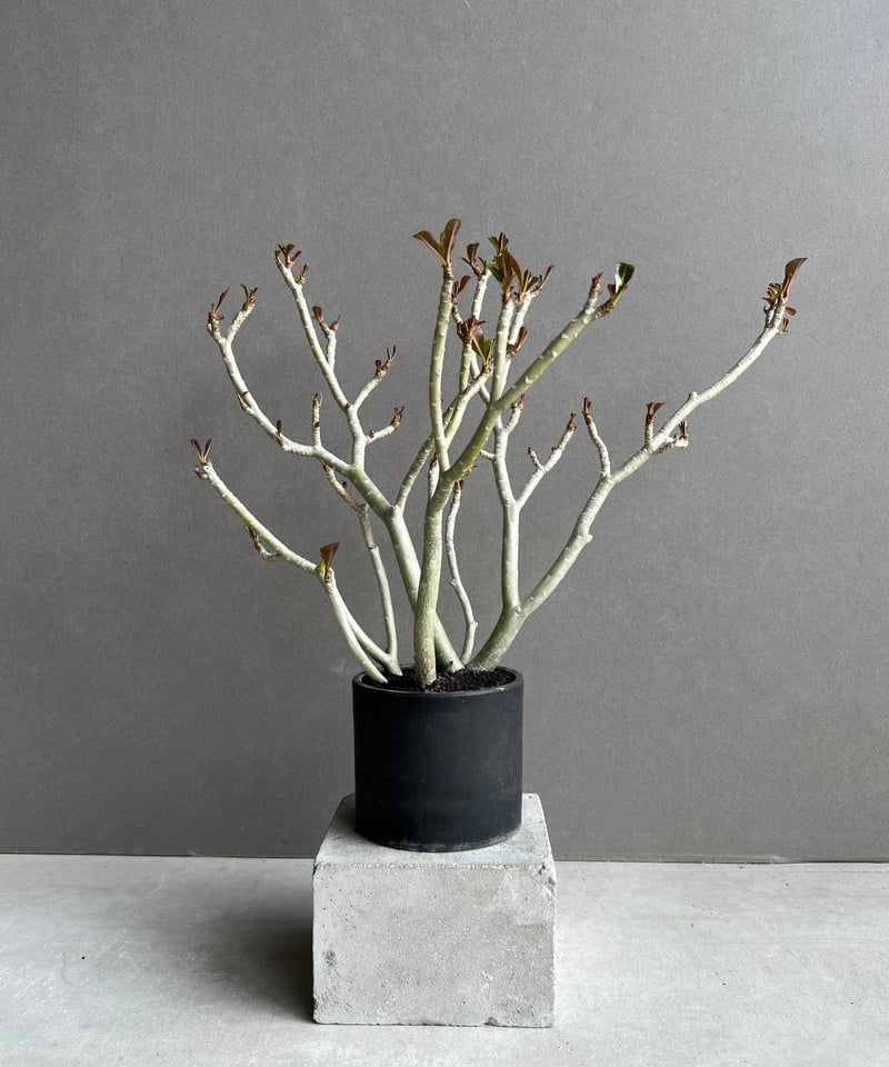 アデニウム ブラックリーフ 「Adenium Black Leaf 」68B | SHOUCH