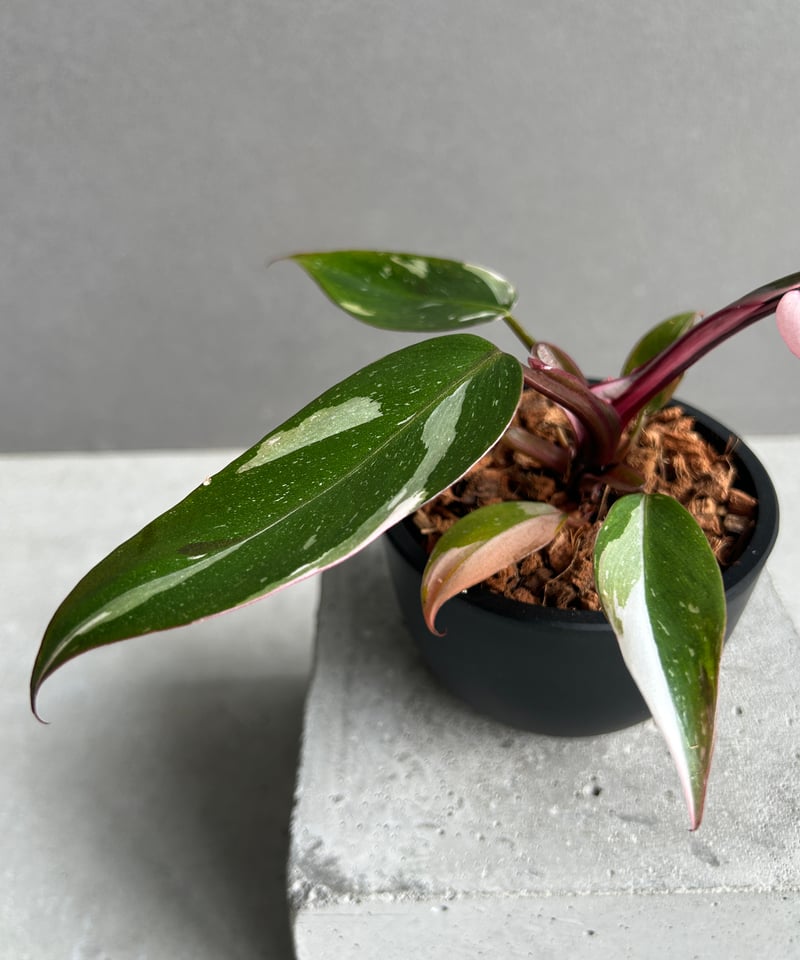 フィロデンドロン・レッドコンゴ/ Philodendron Red Congo⑧ フィロデンドロン・レッドコンゴ / Philodendron Red Congo