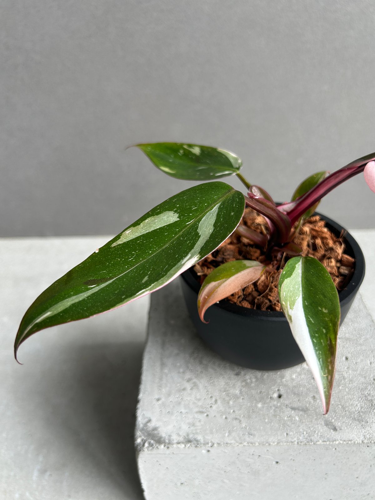 フィロデンドロン レッドコンゴ斑入「Philodendron Red Congo