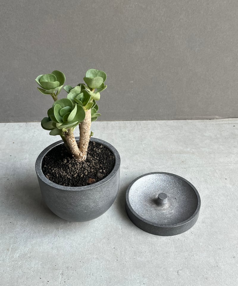 ポーチュラカ モロキニエンシス “多幸寿” + STAND BY ME Pot 「Portul
