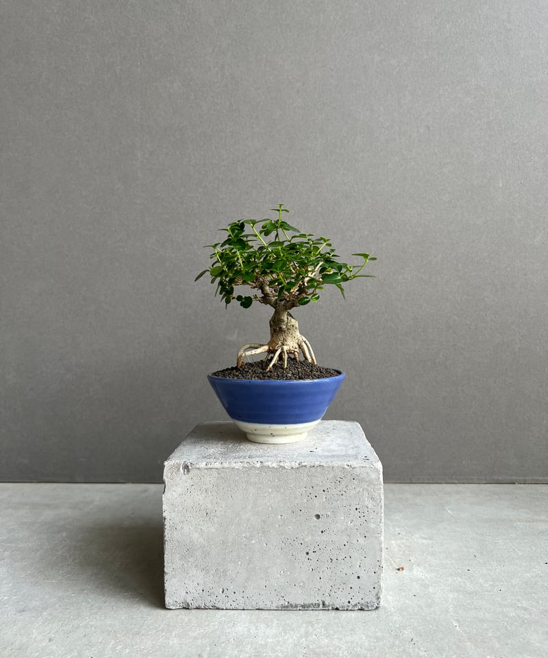うち” 盆栽 Limited Edition 「“UCHI” BONSAI」6E | SH