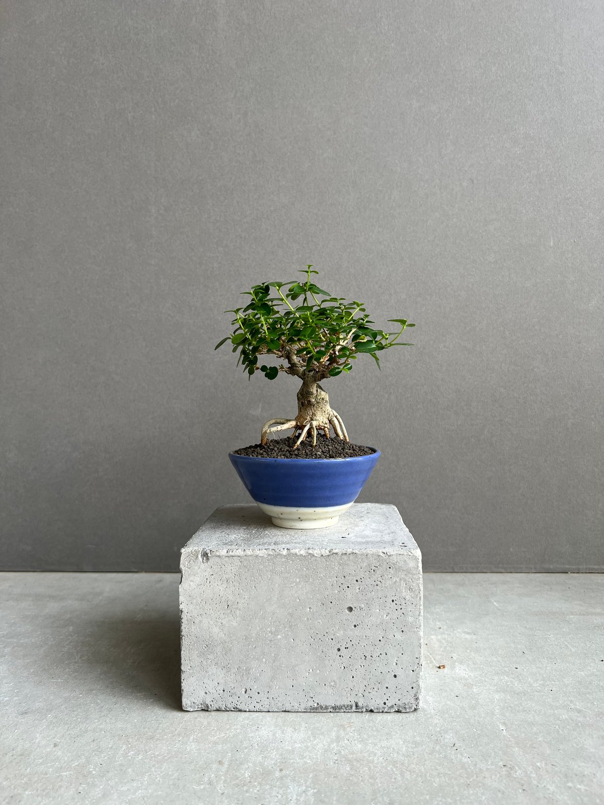 うち” 盆栽 Limited Edition 「“UCHI” BONSAI」6E | SH