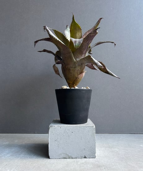 CATEGORY Plants | SHOUCHIKUEN