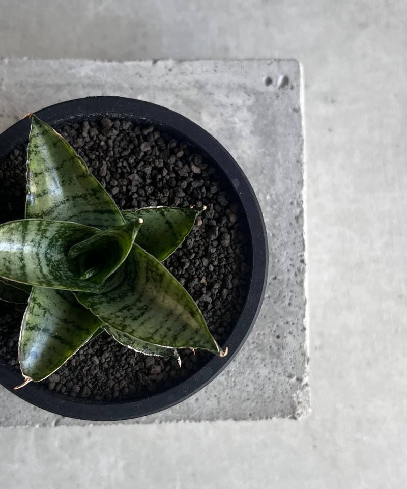 サンセベリア スサノオ 「Sansevieria Susano 'O' (by Unyaman