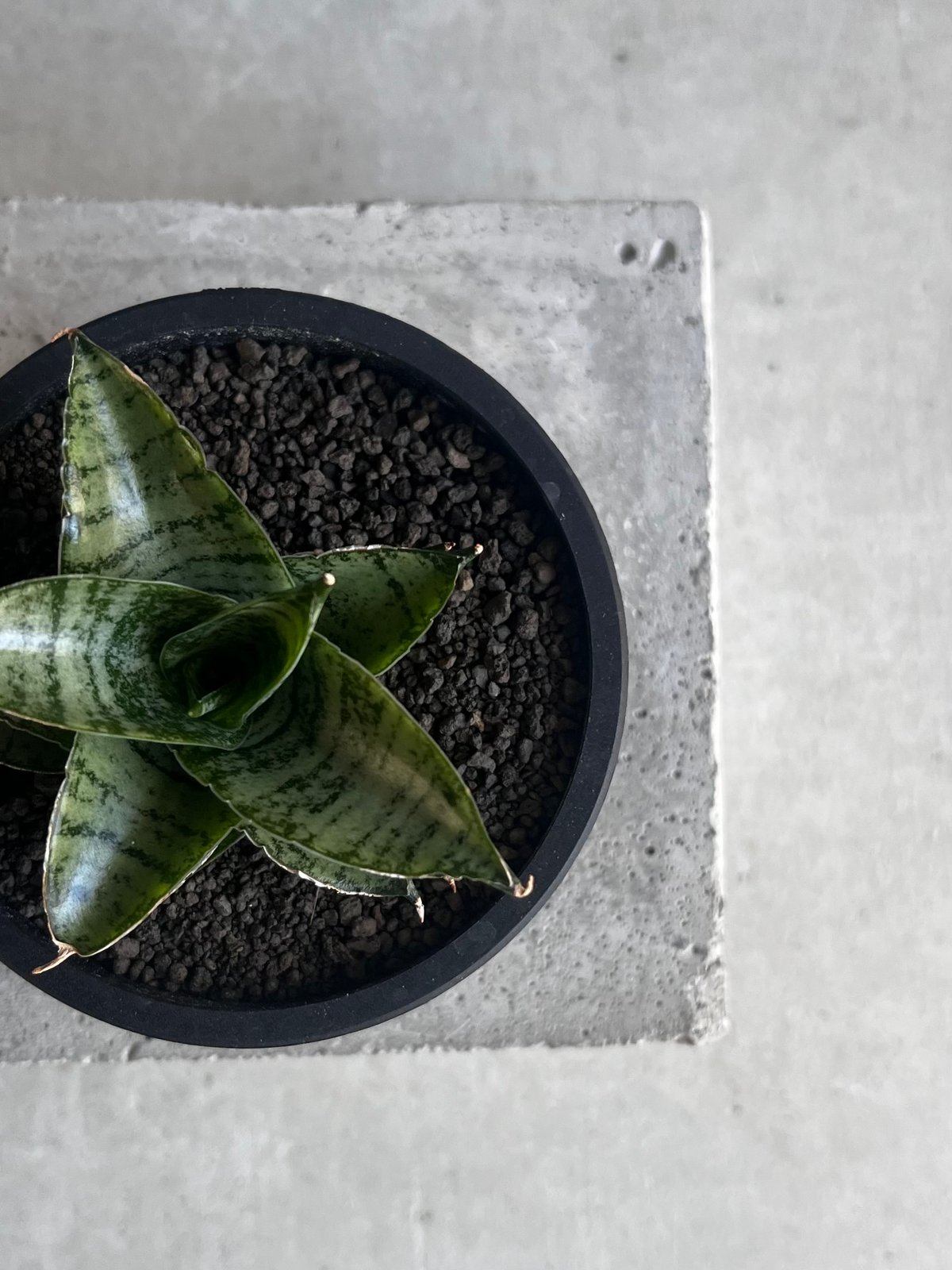 サンセベリア スサノオ 「Sansevieria Susano 'O' (by Unyaman