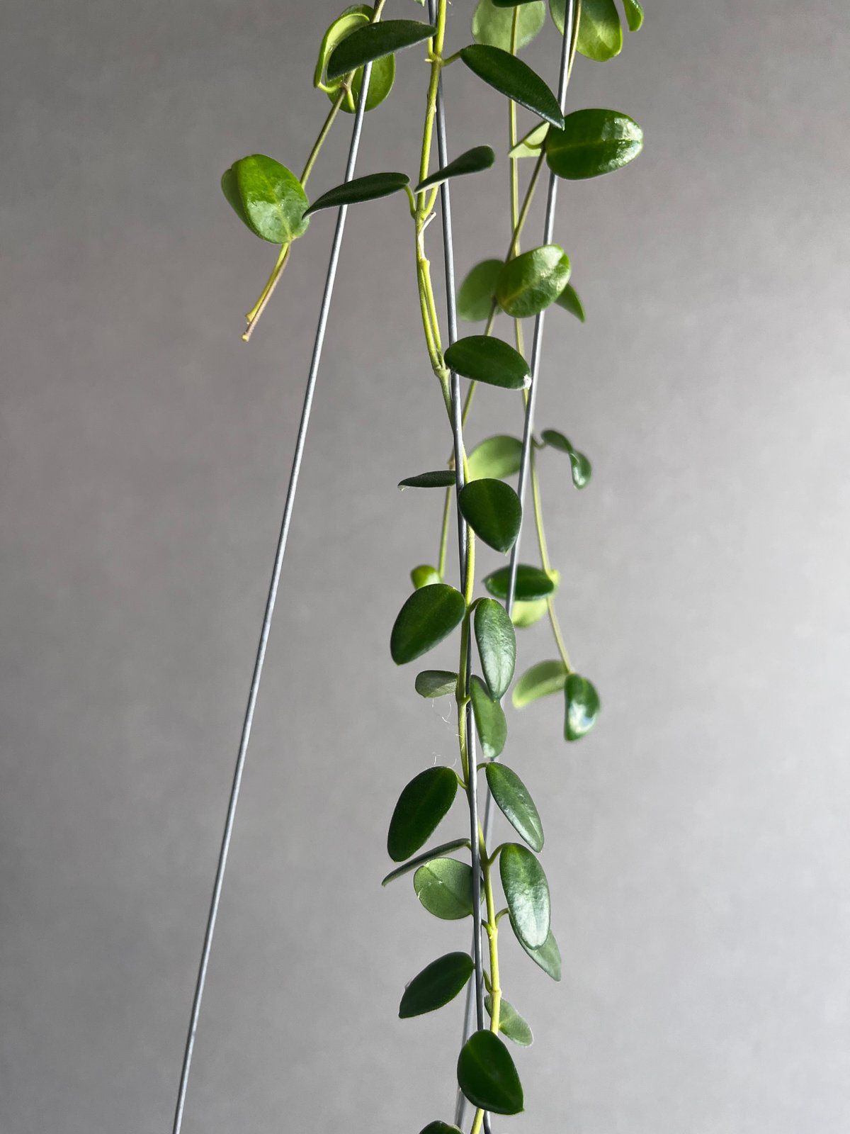 ホヤプレナ 「Hoya Pulleana」96U | SHOUCHIKUEN