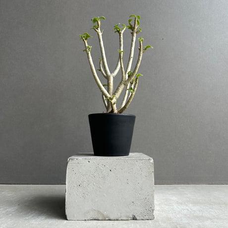 アデニウム | STORES