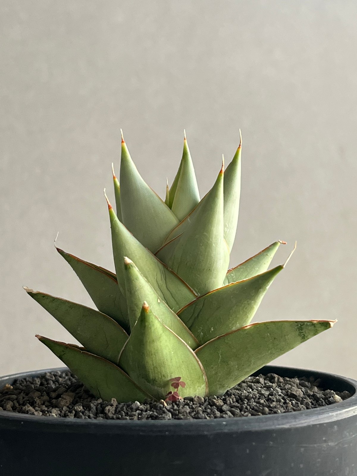 サンスベリア フローズンスローン サンセベリア sansevieria サンセベリア サイクロン 「Sansevieria Cyclone (from Unyaman
