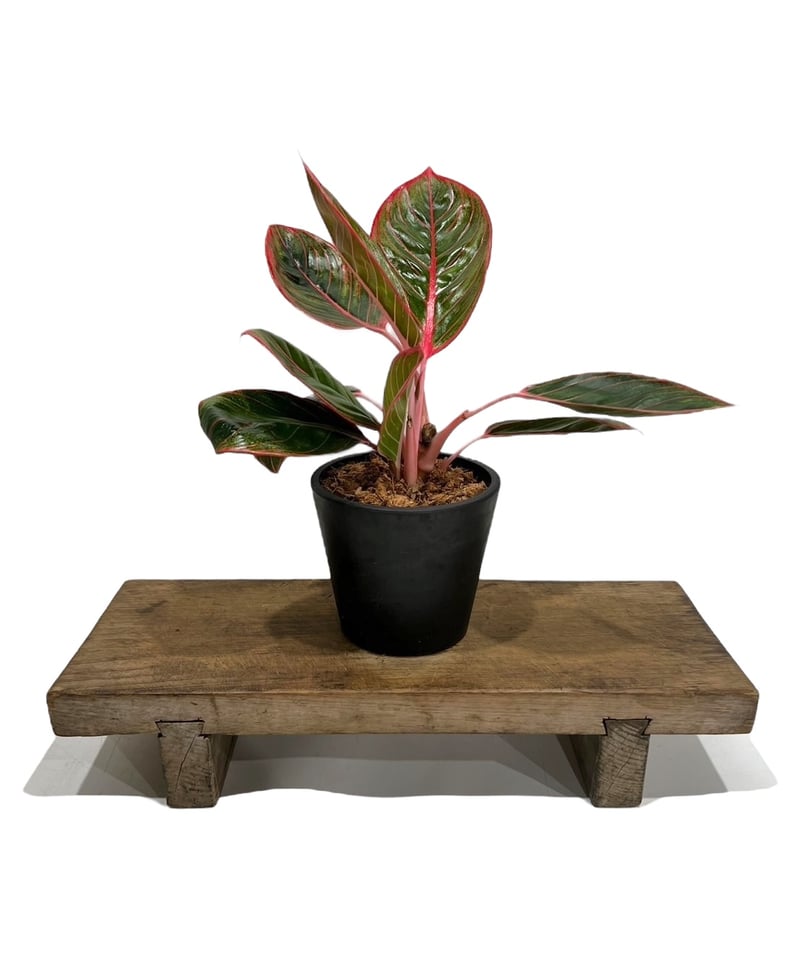 アグラオネマ リップスティック カンザ 「Aglaonema Lipstick Khanza」