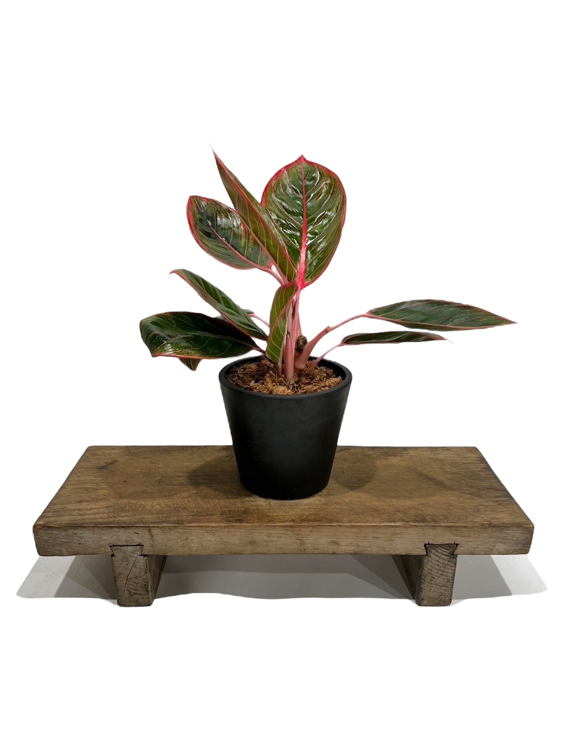 アグラオネマ リップスティック カンザ 「Aglaonema Lipstick Khanza」