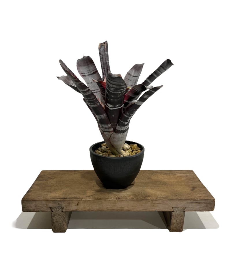 エクメア オットー 「Aechmea Otto」99M | SHOUCHIKUEN