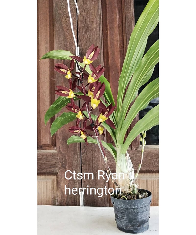 カタセタム ライアン ハリントン「 Catasetum Ryan Harrington」90Y