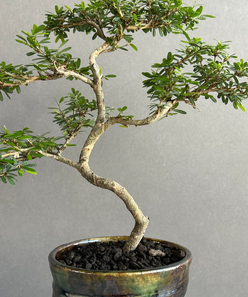 うち” 盆栽 + YON-HACHI (Masaki Tomabechi) 「“UCHI”