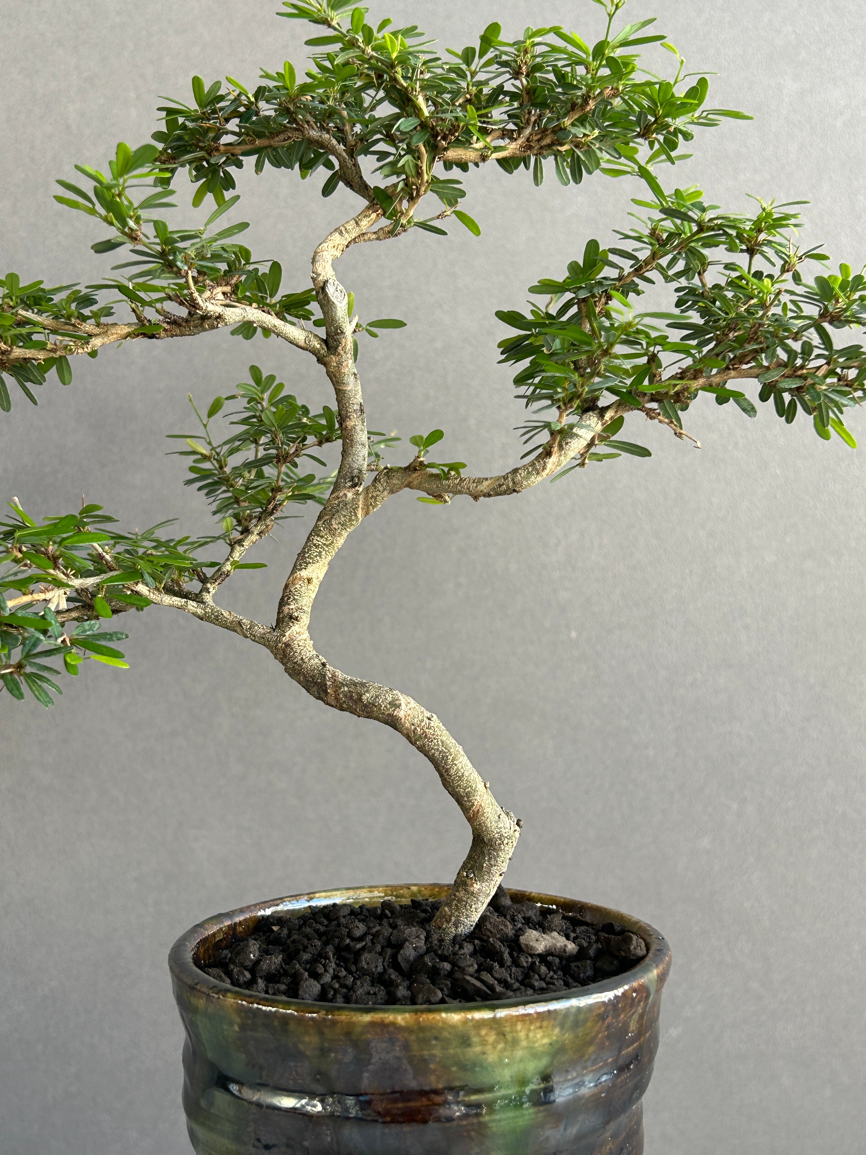 H*U様 盆栽鉢　植木鉢　陶芸　園芸　盆栽 original