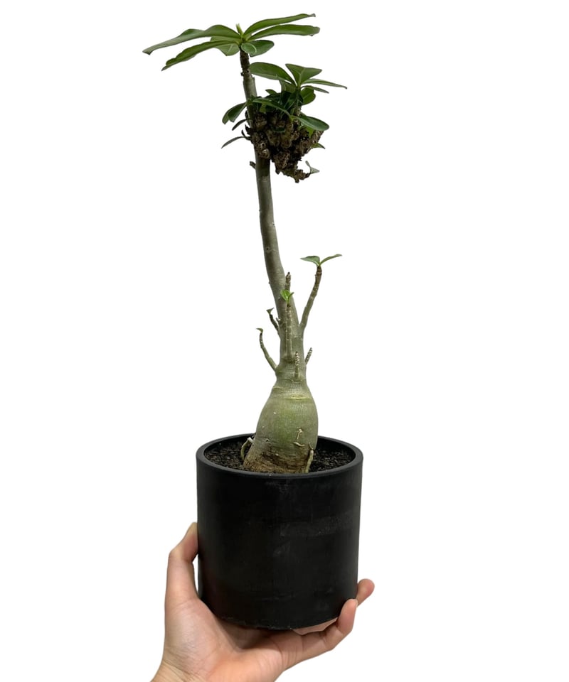 アデニウム 突然変異種 選抜個体 「Adenium mutation Select アデニウム 突然変異種 選抜個体 「Adenium mutation Select