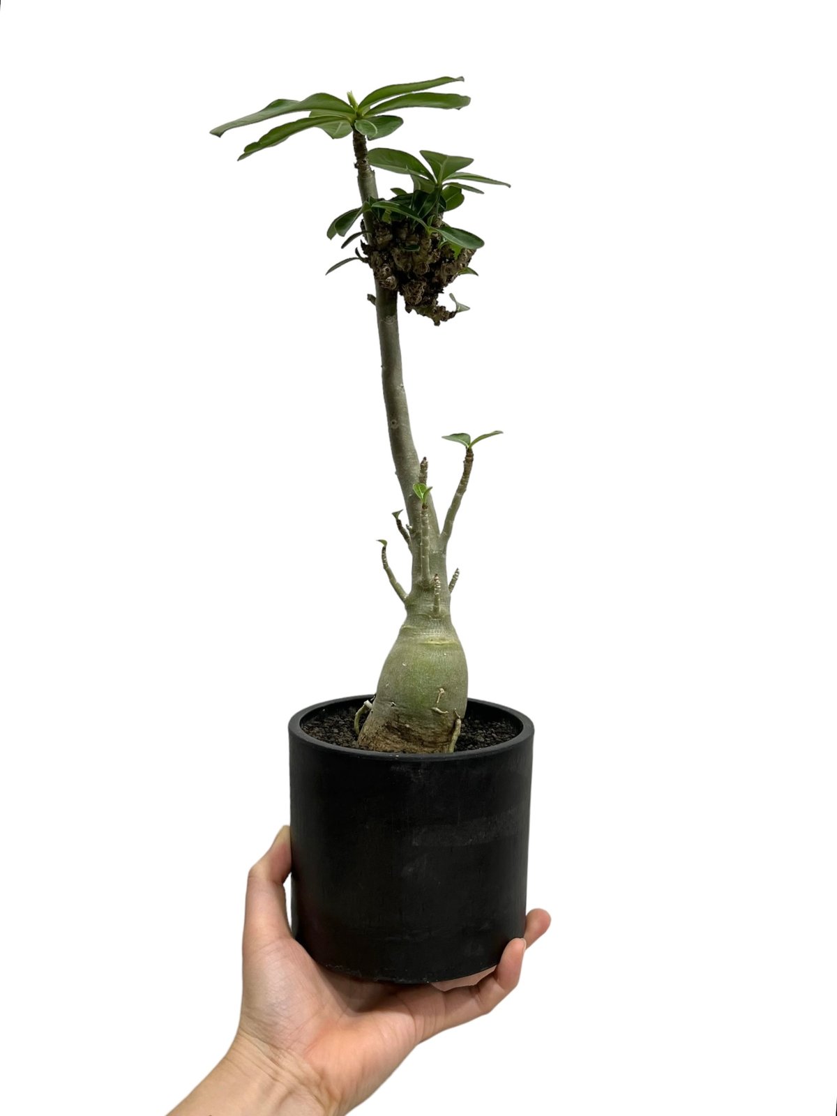 アデニウム 突然変異種 選抜個体 「Adenium mutation Select 」47N