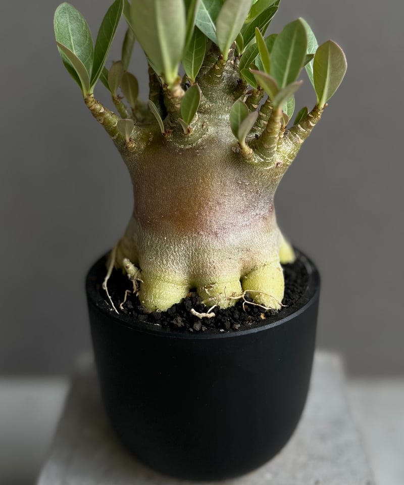 アデニウム アラビカム スーパー ドワーフ “ブラック” 「Adenium