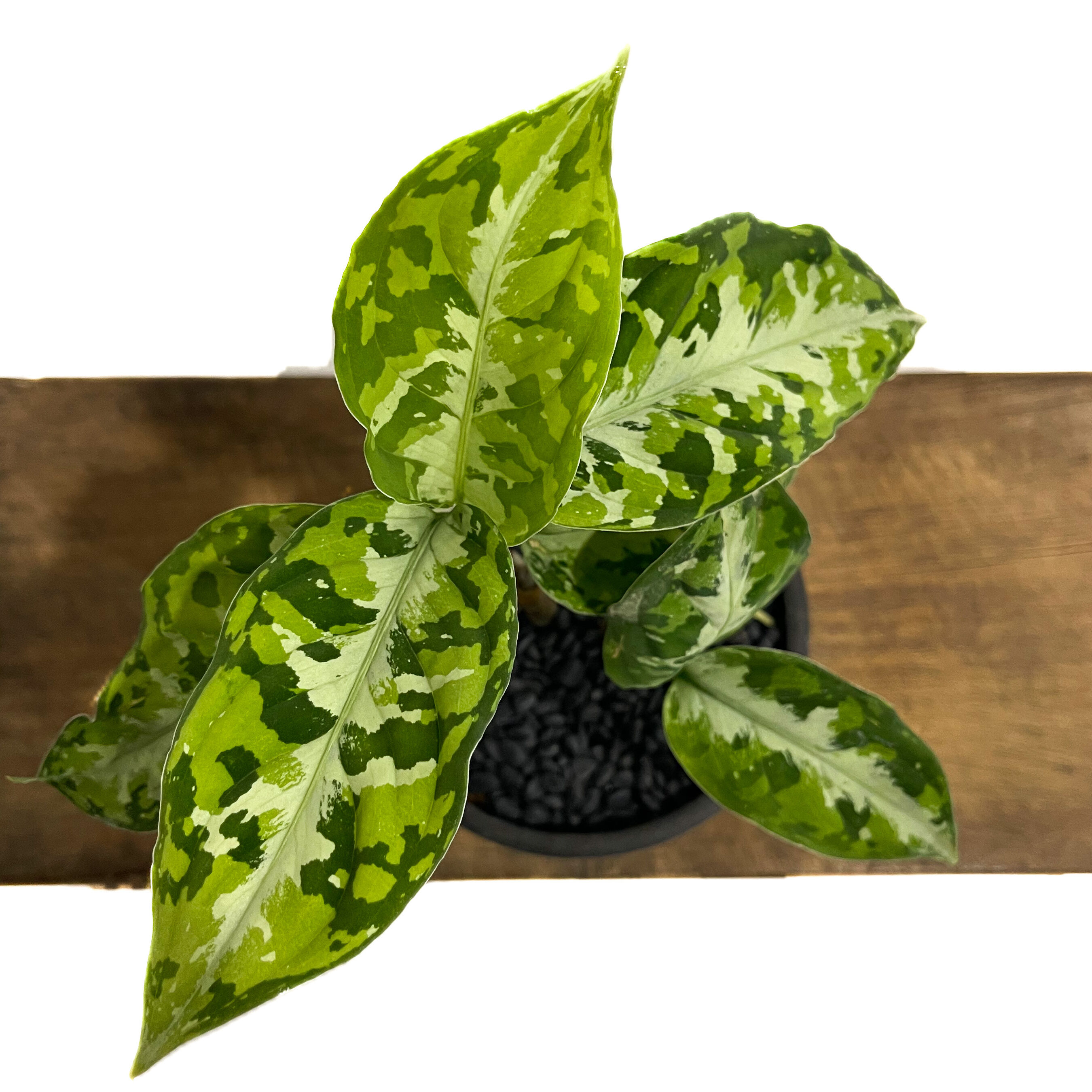 アグラオネマ ピクタム トリカラー「Aglaonema pictum tricolor」1/1