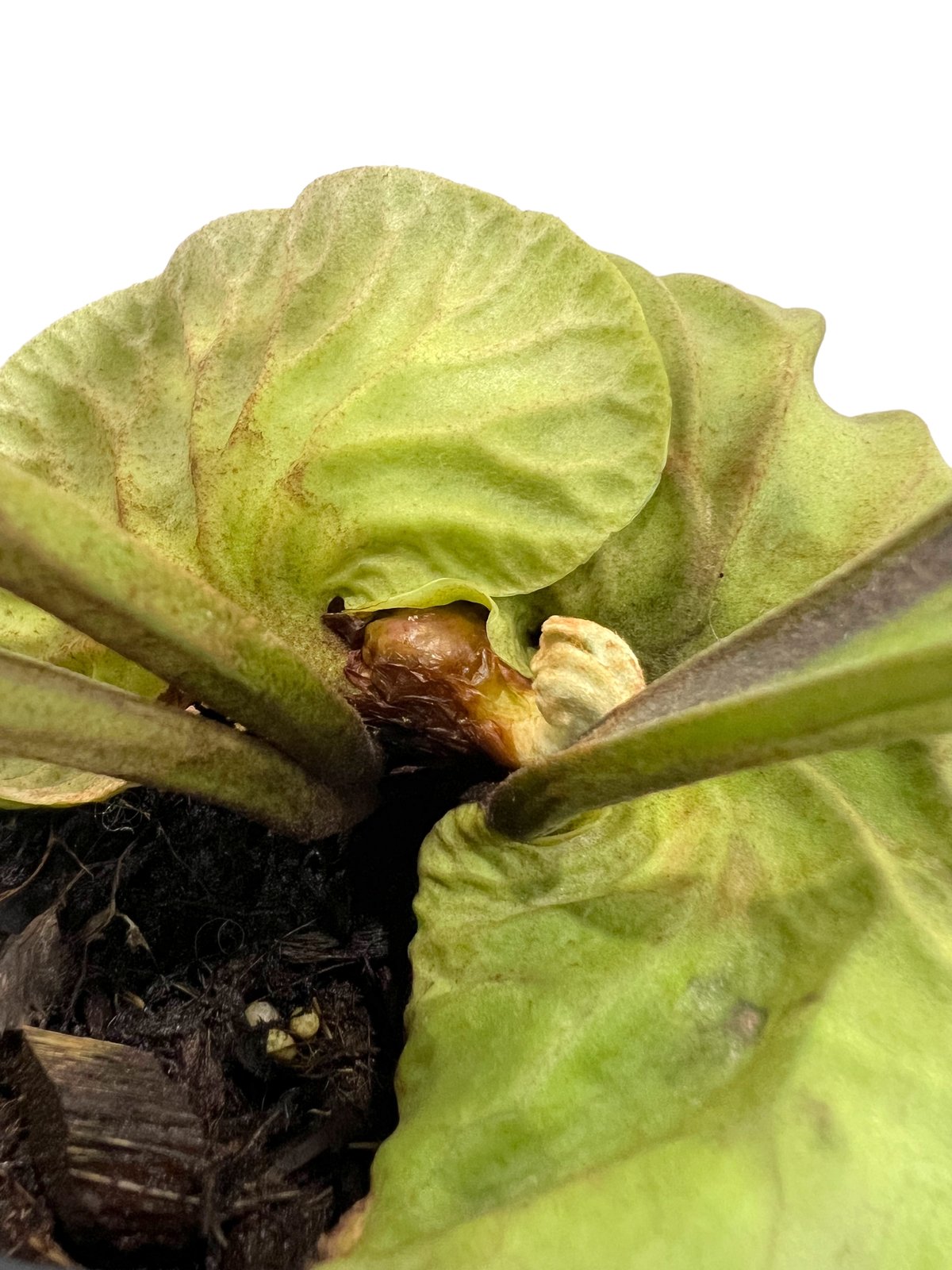 ビカクシダ リドレイ(by ヌクル) 「Platycerium ridleyi (by Nuk