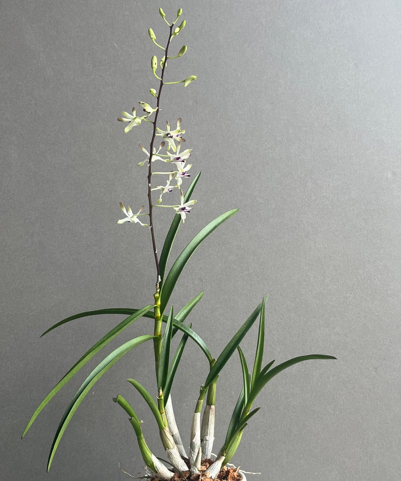 本物の花 縁取り24K純金 ／デンドロビウム デンドロビウム フラメンコ+ YON-HACHI 「Dendrobium」62N | SHOU