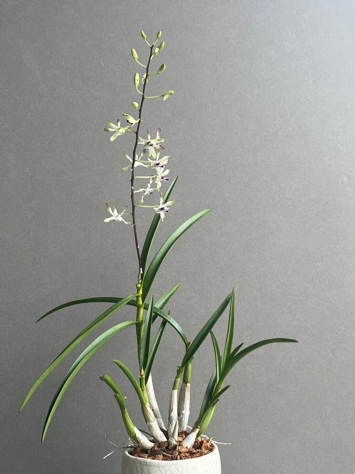 多肉植物　花サボテン　フラメンコ （別名：トウモロコシ） フラメンコ – 多肉植物の通販・販売サイト tawawa