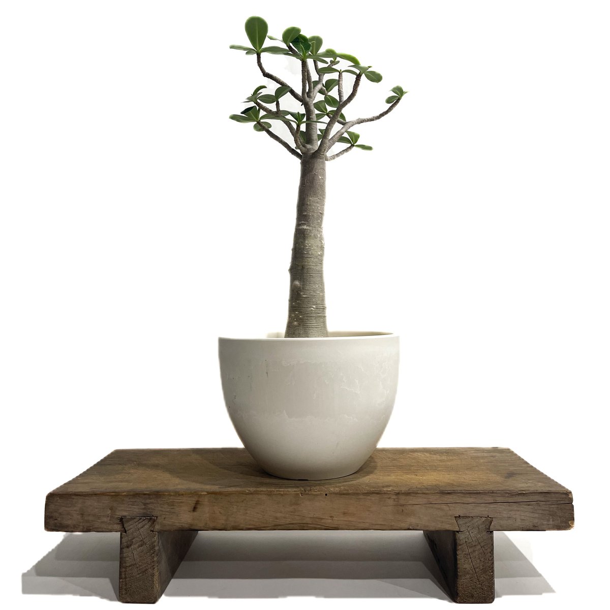 アデニウム タイソコトラナム バオバブスタイル「Adenium Thai socotranum Baobab Style」53D-4