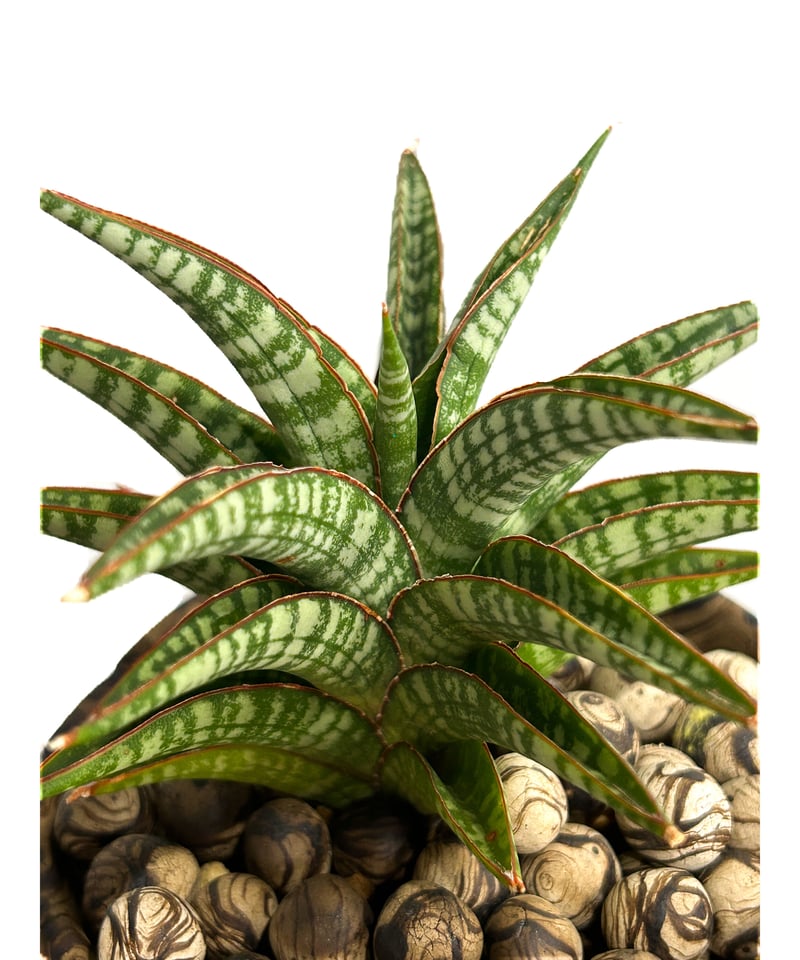 サンセベリア ブントゥン+pmp「Sansevieria Bunthung」7/26-85A