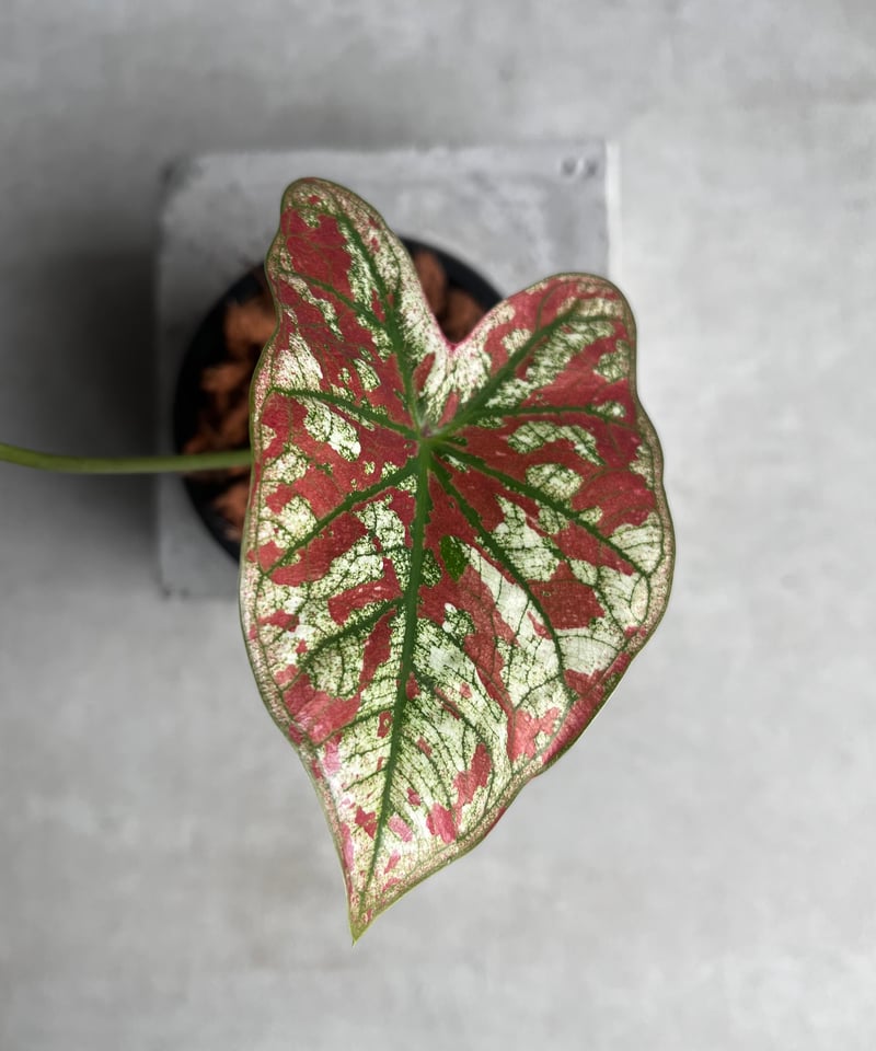カラジューム ハイブリッド “レッド インパルス” 「Caladium
