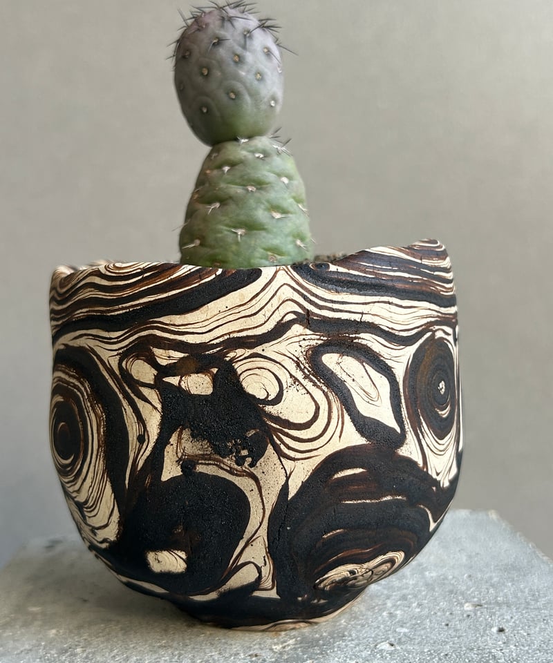 テフロカクタス ゲオメトリクス 極上株 作家鉢 テフロカクタス ゲオ