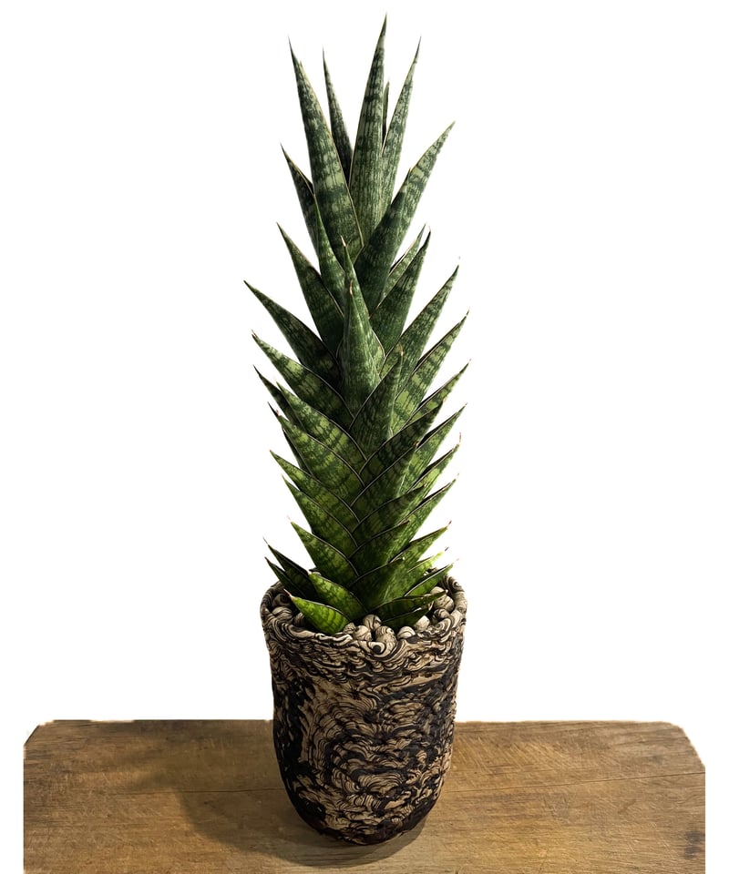 サンセベリア アンヤマニー ハイブリッド＋pmp「Sansevieria