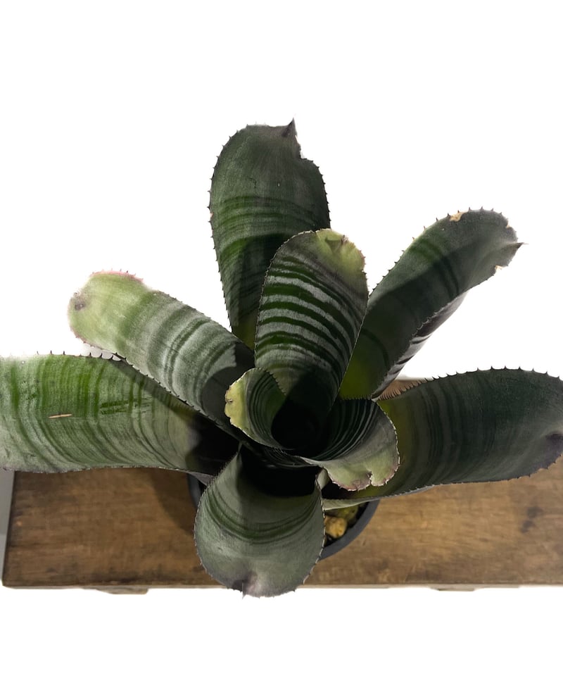 エクメア ブラックビューティー 子株付き エクメア・チャンティニー