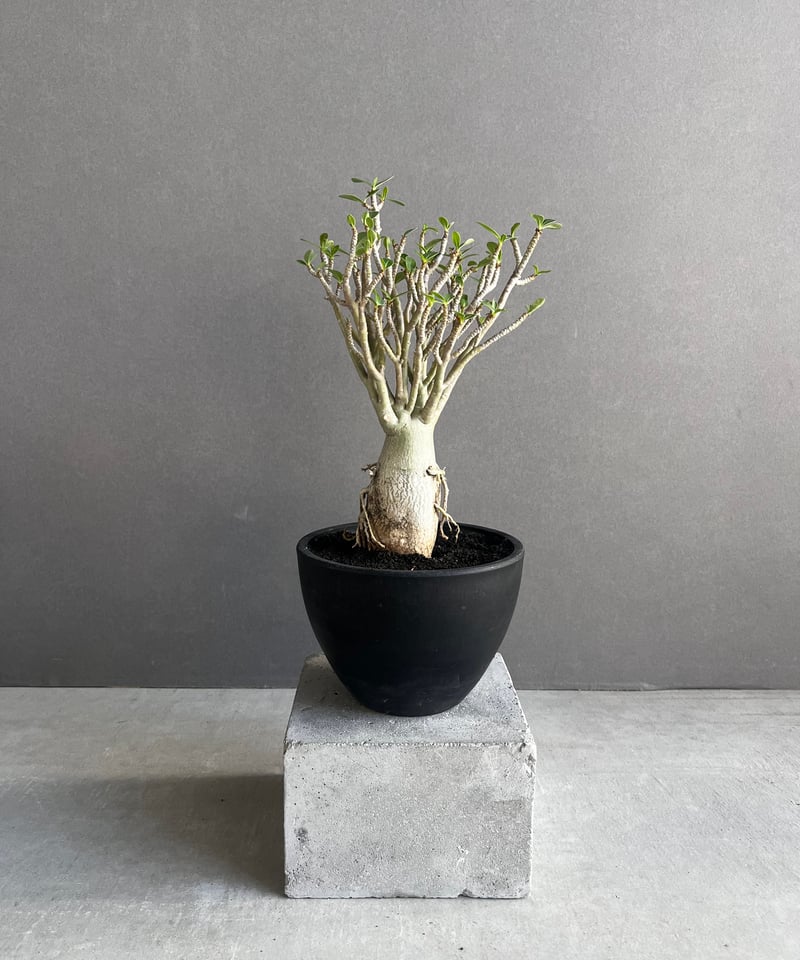 アデニウム オベスム スモールリーフ “選抜個体” 「Adenium obesum