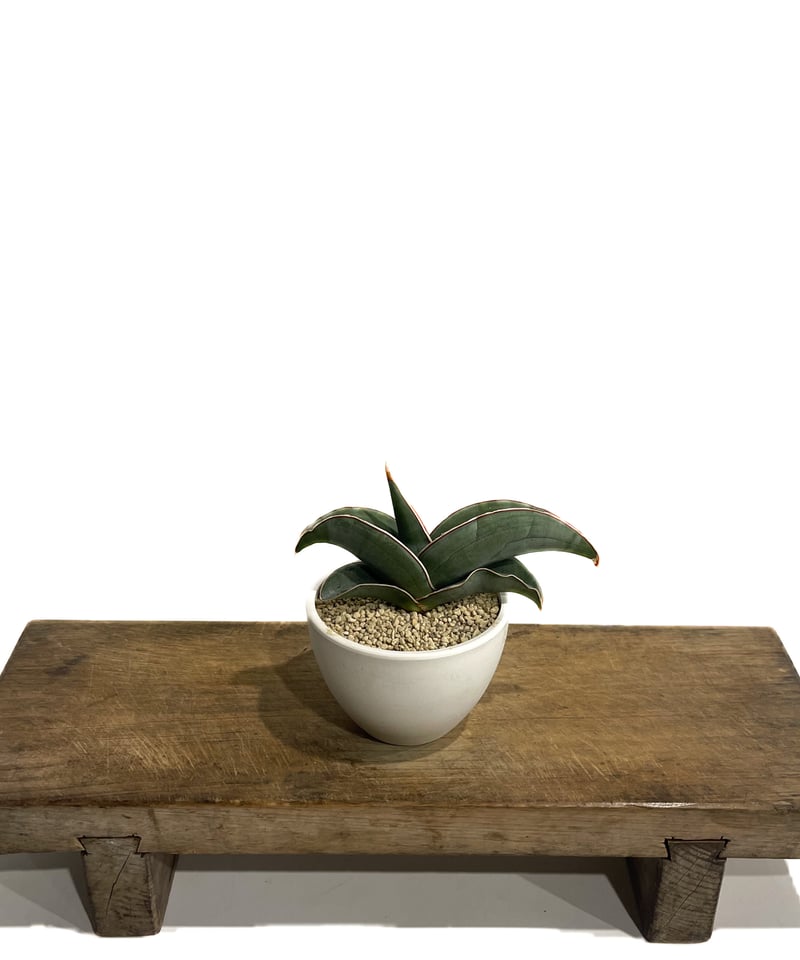 サンセベリア エーレンベルギー バナナ 「Sansevieria ehrenbergii Ba