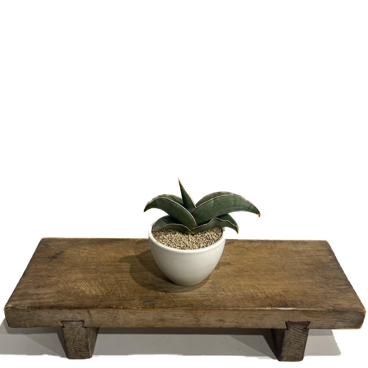 サンセベリア エーレンベルギー バナナ 「Sansevieria ehrenbergii Ba