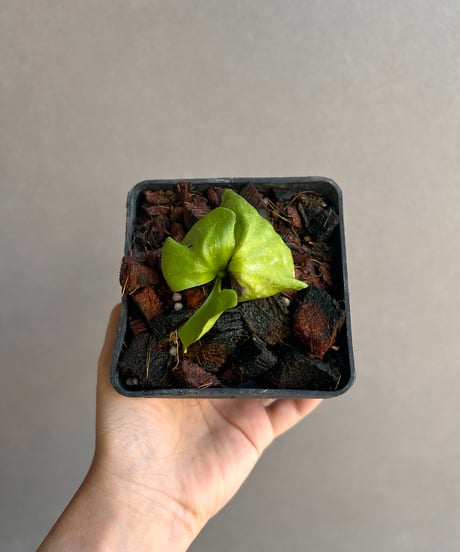 【すー品】ビカクシダアソート すー品】ビカクシダアソート 楽天市場】ビカクシダ P.'Twenty