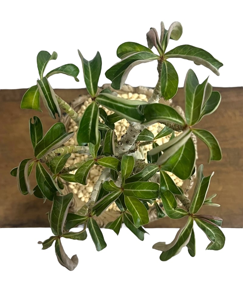 アデニウム メデューサD.H.A (獅子葉) + plantsmonsters pot 「Ad