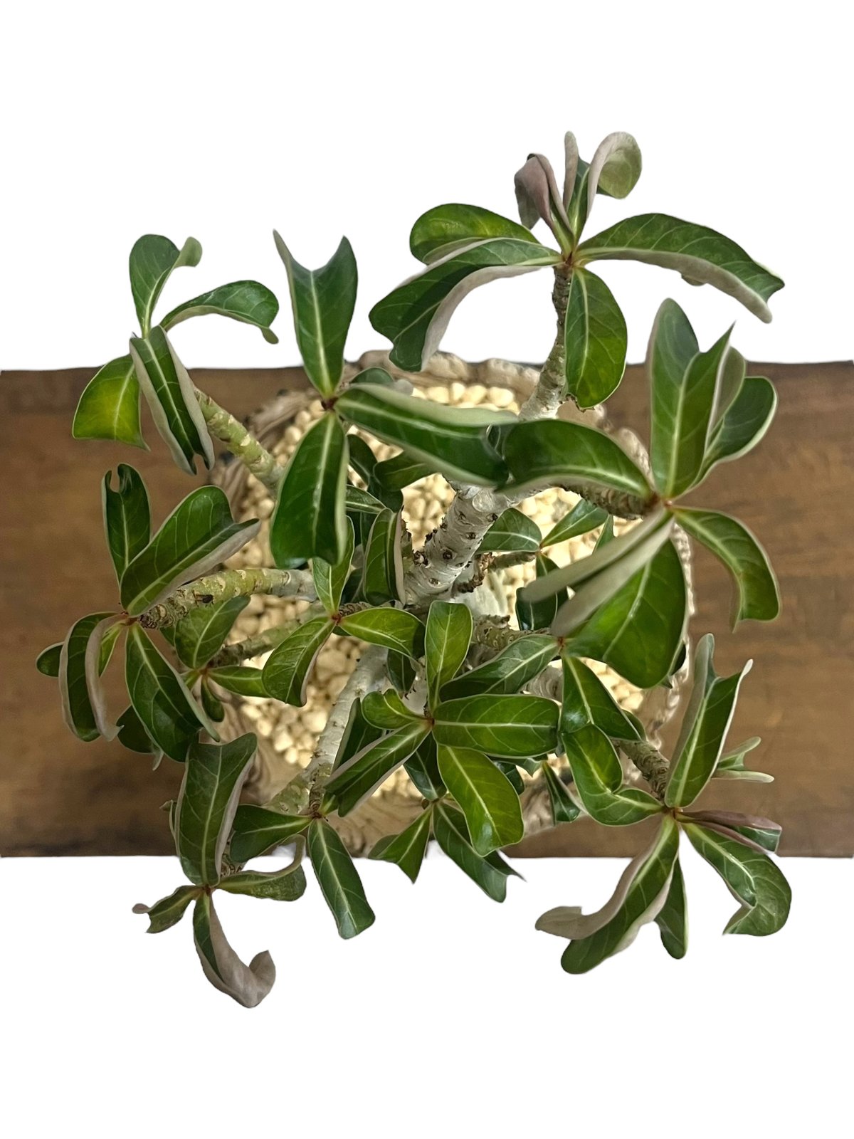 アデニウム メデューサD.H.A (獅子葉) + plantsmonsters pot 「Ad