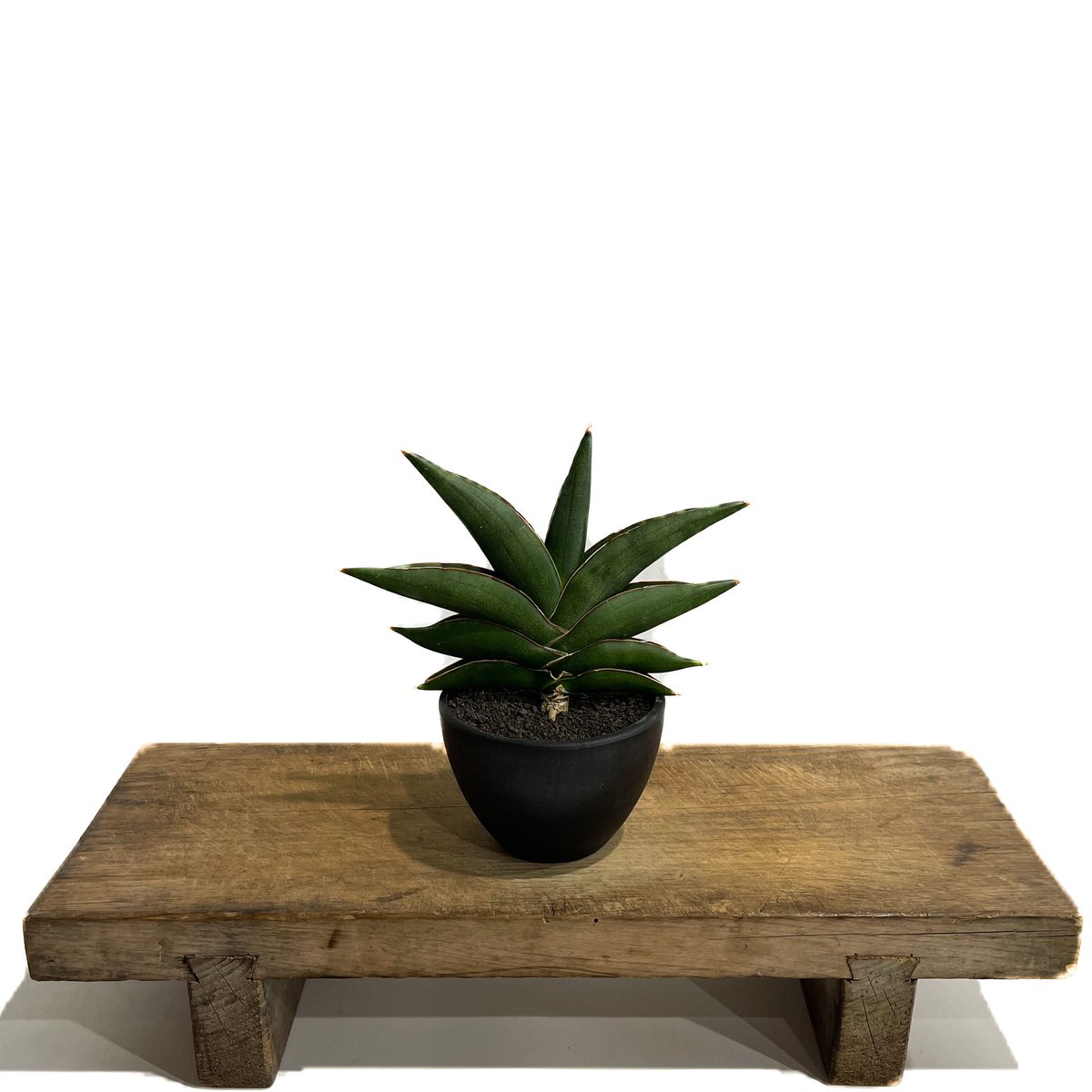 サンセベリア サワディー 「Sansevieria Sawasdee」9/2-26C-2 |