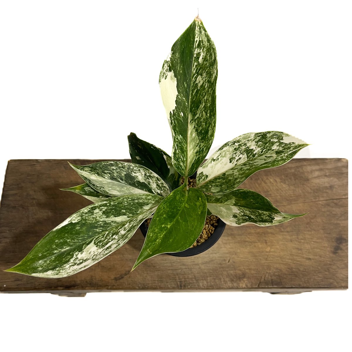 アグラオネマ サイアム ジェイド「Aglaonema Siam Jade」15F-2